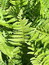 Dryopteris filix-mas, Wurmfarn, Färbepflanze, Färberpflanze, Pflanzenfarben,  färben, Klostergarten Seligenstadt
